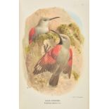 Lilford (Thomas Littleton Powys, 4th Baron ). Coloured Figures of the Birds of the British