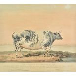 *Barenger (James, 1780-1831). The Famous Lincolnshire Ox, fed by the Right Honble. Lord Yarborough