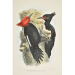 Crawshay (Richard). The Birds of Tierra del Fuego, 1st edition, Bernard Quaritch, 1907, half-