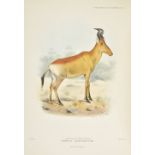 Sclater (Philip Lutley and Oldfield Thomas). The Book of Antelopes, 4 volumes, 1894-1900, 100 fine