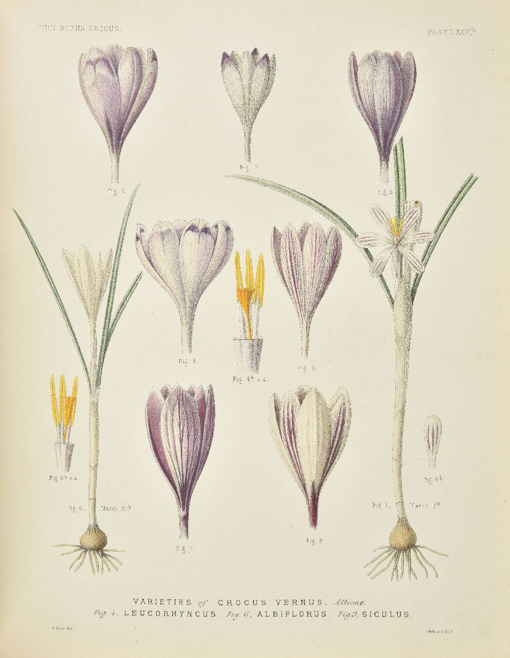 Maw (George). A Monograph of the Genus Crocus, 1886, half-title, double-page coloured map, eighty-