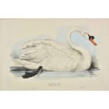 *Lear (Edward). Domestic Swan, Cygnus mansuetus, published in 'The Birds of Europe', [1832 -