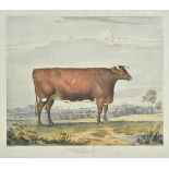 *Walter (H. lithographer). Mr. Arbuthnot's Olivia. 3 Yrs. old. Herd Book. p. 567., circa 1870,