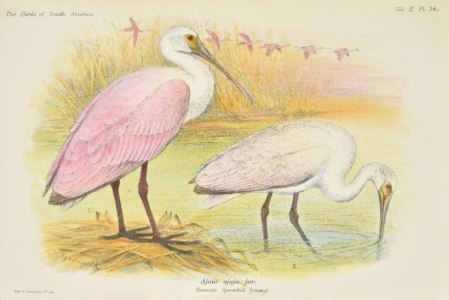 Brabourne (Wyndham Knatchbull-Hugessen, 3rd Baron, & Charles Chubb). The Birds of South America, 1st