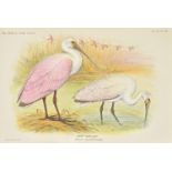 Brabourne (Wyndham Knatchbull-Hugessen, 3rd Baron, & Charles Chubb). The Birds of South America, 1st
