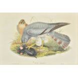 *Gould (John and Richter, H.C.). Circus Cineraceus, Glareola Pratincola, Erythropus vespertinus [