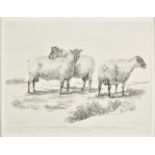 *Landseer (Thomas). Portraits of two aged & one shearling South-Down rams, the property of C. C.