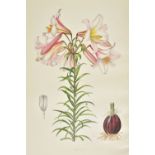 [Elwes, Henry John]. A Supplement to Elwes' Monograph of the Genus Lilium, by A. Grove (& others),