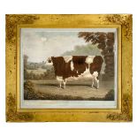 *Reeve (Richard Gilson, 1803-1889). The West Keal Ox, Winner of the II Class Premium of Twenty