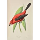 Swainson (William). A Selection of the Birds of Brazil and Mexico, London: Henry G. Bohn, 1841, 78