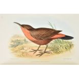Sclater (Philip Lutley). Catalogue of a Collection of American Birds, 1st edition, N. Trubner and