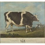 *Chalon (Henry Bernard, 1771-1849). The Bradwell Ox. This engraving is by permission most
