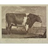 *Bailey (John). Castor. A twin ox, bred and fed by Sir Fras. Blake, Bart. of Twisel Castle, near