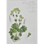 *Potter (Dennis, 1935-1994). Lady's Mantle, circa 1991, watercolour and pencil drawing of a