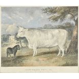 *Fairland (Thomas). Short Horned White Ox. Bred by Sir George Musgrave at Edenhall in the county