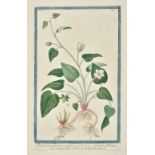 *Bonelli (Giorgio). A collection of twenty-four engravings, originally published in 'Hortus