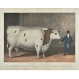 *Fat Cattle Portrait. The Great Northumberland Ox, circa 1824, unattributed hand coloured