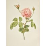 Willmott (Ellen). The Genus Rosa, drawings by Alfred Parsons, 2 volumes in 25 original parts, John