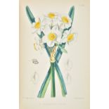 Burbidge (F.W.). The Narcissus: Its History and Culture with Coloured Plates and Descriptions of all