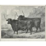 *Forbes (Alexander). Rhyneburgh & Cruib, Two West Highland Oxen, the property of Colin Campbell Esq.