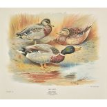 Millais (J. G.). The Natural History of the British Surface-Feeding Ducks, 1902