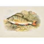 Houghton (Rev. W.). British Fresh-Water Fishes, 1879