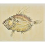 * Fish. Three watercolours, late 20th century,