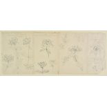 * (ARR) Tanner (Robin, 1904-1988). Studies of Honeysuckle, 1970-71