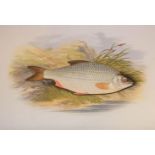 Houghton (William). British Fresh-Water Fishes, 1st edition, 1879