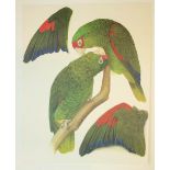 Butterworth (Elizabeth, illustrator). Amazon Parrots, Text by Rosemary Low, The Basilisk Press,