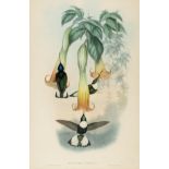 * Gould (J. & Richter H. C.). Humming Birds, [1850]