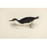 * Gould (J. & E.). A collection of fourteen lithographs, [1832 - 1835]