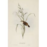 * Gould (J. & E.). Fourteen lithographs of Birds [1832 - 1835]