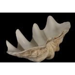 PAIR OF GIANT CLAM (TRIDACNA GIGAS) SHELLS, 54cm and 57cm wide
