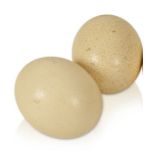 TWO OSTRICH EGGS, the largest 15cm long (3)