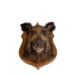 BOAR'S HEAD