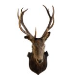 TWELVE POINTER STAGS HEAD