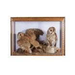 PAIR TAWNY OWLS