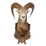 20TH CENTURY EUROPEAN MOUNTAIN GOAT HEAD MOUNT