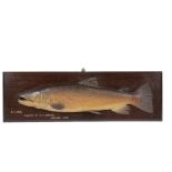 CARVED WOODEN AND PAINTED HALF-BLOCK MODEL OF TROUT