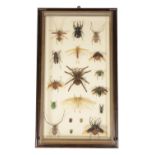 FRAMED AND GLAZED DISPLAY OF VARIOUS INSECTS