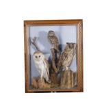 BARN OWL, LITTLE OWL AND LONG -EARED OWL