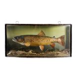 BROWN TROUT IN A BOW FRONTED GLASS CASE