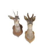 TWO ROE DEER HEADS