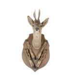 ROE DEER HEAD