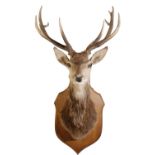 LARGE FOURTEEN POINTER STAGS HEAD