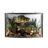 PAIR OF PERCH IN BOW FRONTED GLASS CASE