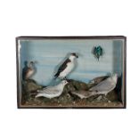 LATE 19TH CENTURY MIXED CASE OF BIRDS BY W.J. WILLMOTT TAXIDERMIST, POOLE