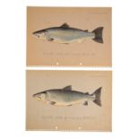 P.D. MALLOCH OF PERTH: A PAIR OF STUDIES OF SALMON