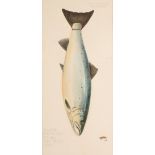 SALMON, RIVER SPEY, 37 1/2LBS, 29TH JUNE 1937' A STUDY OF A HANGING FISH